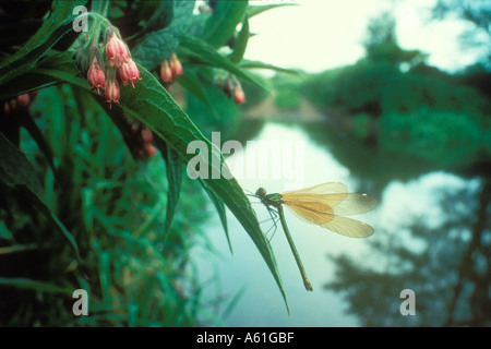 Femmina Demoiselle nastrati su una foglia Comfrey Foto Stock