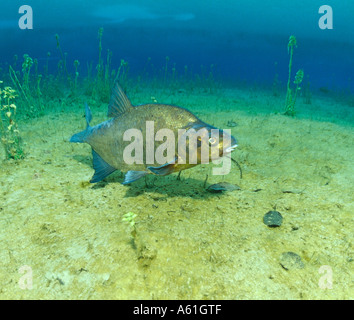 Carp Orate (Abramis brama) subacquea di pesce Foto Stock