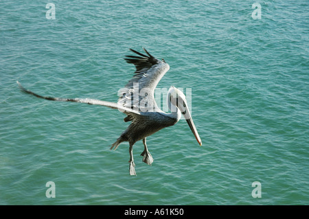 Brown Pelican in volo Foto Stock