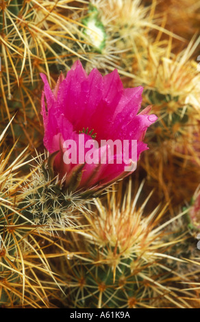 Porcospino o Claret cup cactus Foto Stock