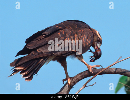 Snail kite immaturo Rostrhamus sociabilis Gaviao-caramujeiro Pantanal del Nord - Brasile Foto Stock