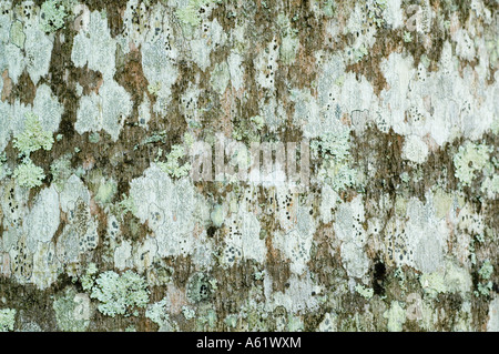 Il Puerto Rican Royal Palm (Roystonea borinqueana) close-up di lichen coperto corteccia nativo di Porto Rico Foto Stock