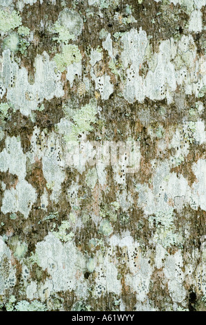 Il Puerto Rican Royal Palm (Roystonea borinqueana) close-up di corteccia coperti da lichen nativo di Porto Rico Foto Stock