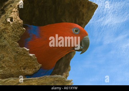 Eclectus Parrot (Eclectus roratus) femmina adulta, arroccato a nido ingresso, Quensland, Australia Foto Stock
