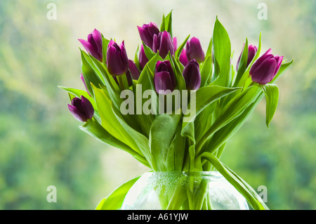 Tulip (Tulpia sp.) fiori recisi in vaso di vetro Foto Stock