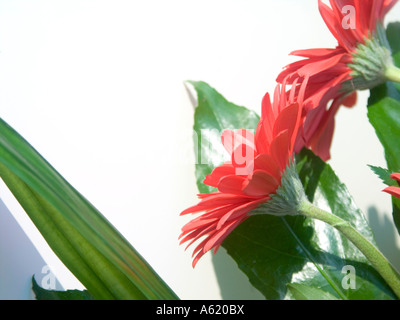 Fiore rosso su sfondo bianco - Gerbera Gerbera jamesonii Foto Stock