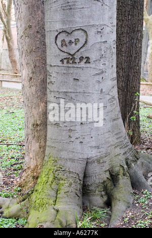 Faggio comune Fagus sylvatica e tagliare il cuore iniziali e la data 1992 scolpiti scritto in Foto Stock