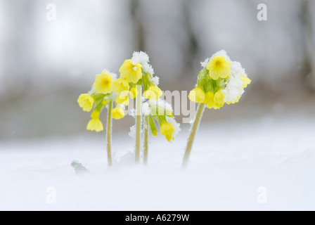 Oxlip Primula Elatior in piedi nella neve Foto Stock