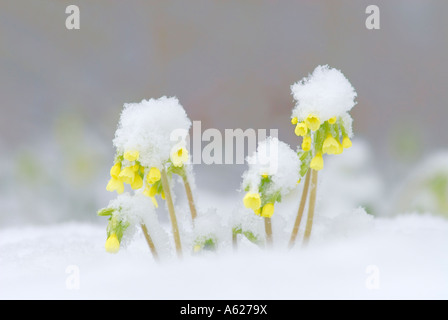 Oxlip Primula Elatior in piedi nella neve Foto Stock