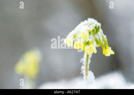 Oxlip Primula Elatior nella neve Foto Stock