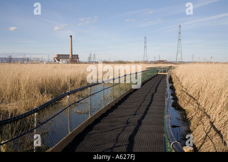 Passerella galleggiante attraverso canneti Newport Zone Umide riserva naturale nazionale Newport Wales UK Foto Stock