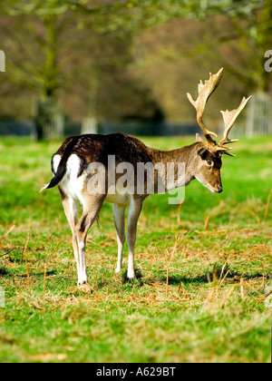 Il Daino (Dama Dama) in Bushy Park Surrey in Inghilterra UK Marzo 2007 Foto Stock