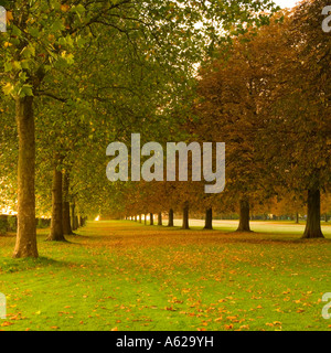 Alberi Avenue dalla lunga passeggiata al Castello di Windsor Windsor Berkshire England Regno Unito Foto Stock