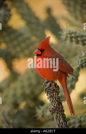 Il cardinale Nord Ritratto [Cardinalis cardinalis] Arizona - USA - maschio -- arroccato su cholla cactus branch Foto Stock