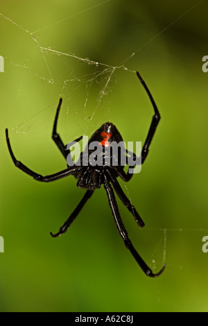 Black Widow Spider Latrodectus hesperus femmina Foto Stock