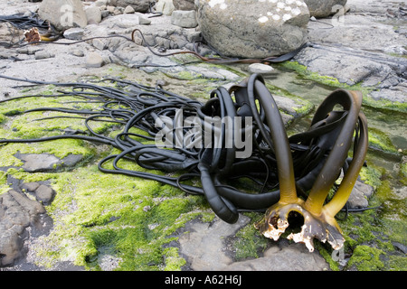 Holdfast o stipe di grandi kelp lavato fino sulla spiaggia della Baia di curiosita' il Catlins Nuova Zelanda Foto Stock