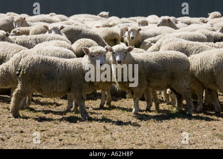 Gregge di Pecore Merino Catlins Isola del Sud della Nuova Zelanda Foto Stock