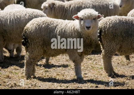 Gregge di Pecore Merino Catlins Isola del Sud della Nuova Zelanda Foto Stock