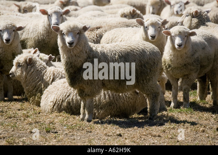 Gregge di Pecore Merino Catlins Isola del Sud della Nuova Zelanda Foto Stock