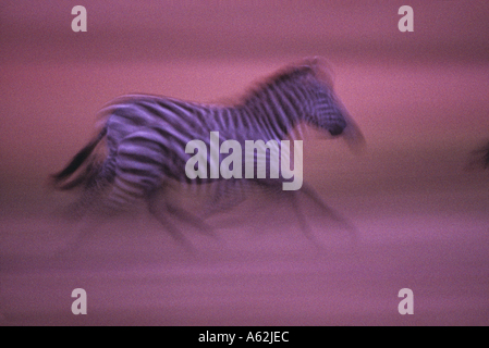 Africa Kenia Masai Mara Game Reserve immagine sfocata di pianura Zebra Equus burchelli sulla savana al tramonto Foto Stock