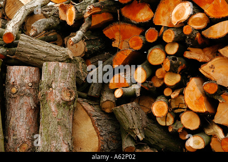 Pila di tronchi di alberi tagliati Foto Stock