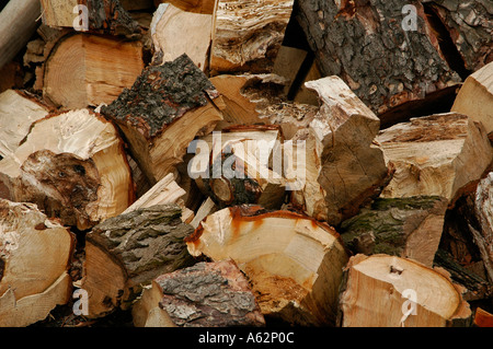 Pila di tronchi di alberi tagliati Foto Stock