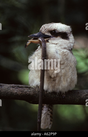 Ridendo Kookaburra (Dacelo gigas) con legless lizard preda - Australia - uno dei mondi più grande il martin pescatore Foto Stock