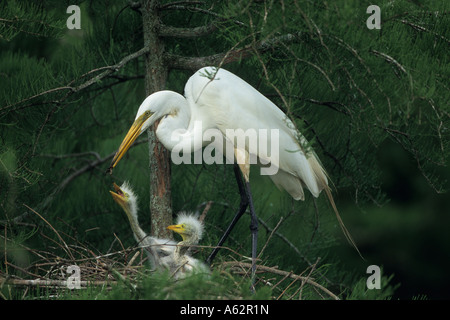 Airone bianco maggiore Casmerodius Albus alimentazione dei giovani sul nido Foto Stock