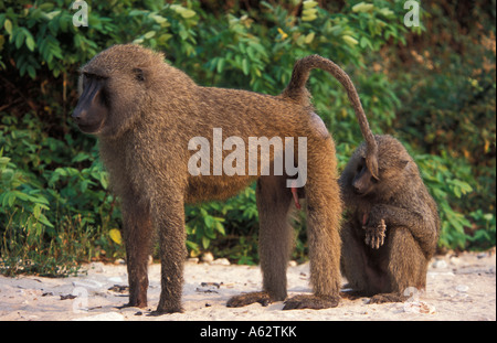 I babbuini oliva toelettatura sulla riva del lago Tanganica papio anubis cynocaphalus Gombe. Stream Parco Nazionale della Tanzania Foto Stock