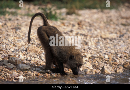 Babbuino oliva sulla riva del lago Tanganica papio anubis cynocaphalus Gombe. Stream Parco Nazionale della Tanzania Foto Stock