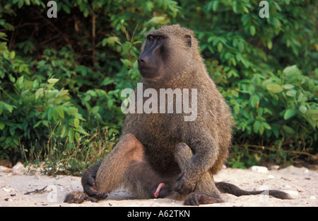 Babbuino oliva sulla riva del lago Tanganica papio anubis cynocaphalus Gombe. Stream Parco Nazionale della Tanzania Foto Stock