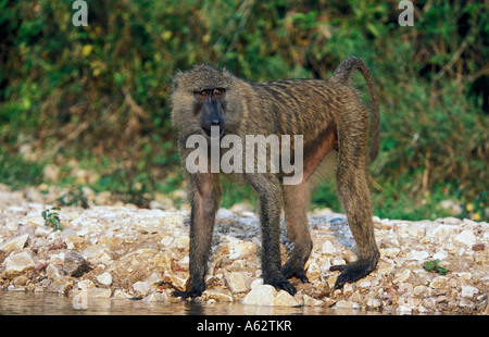 Babbuino oliva sulla riva del lago Tanganica papio anubis cynocaphalus Gombe. Stream Parco Nazionale della Tanzania Foto Stock