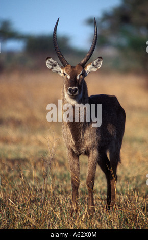 Waterbuck comune bull Kobus ellipsiprymnus ellipsiprymnus Saadani National Park costa nord della Tanzania Foto Stock