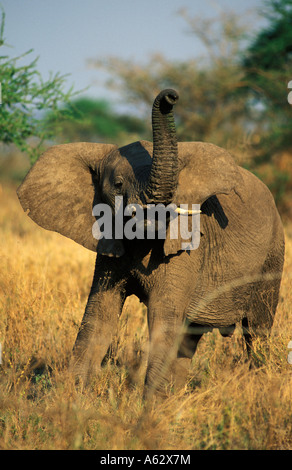 Savana elephant Loxodonto africana africana Serengeti National Park in Tanzania Foto Stock