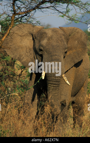 Savana elephant Loxodonto africana africana Serengeti National Park in Tanzania Foto Stock