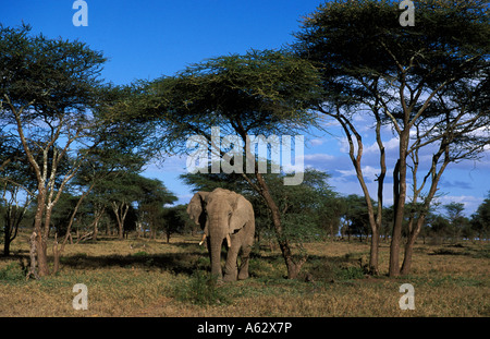 Savana elephant Loxodonto africana africana Serengeti National Park in Tanzania Foto Stock