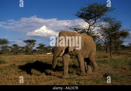 Savana elephant Loxodonto africana africana Serengeti National Park in Tanzania Foto Stock