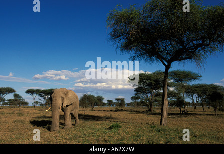 Savana elephant Loxodonto africana africana Serengeti National Park in Tanzania Foto Stock