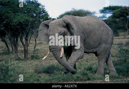Savana elephant Loxodonto africana africana Serengeti National Park in Tanzania Foto Stock