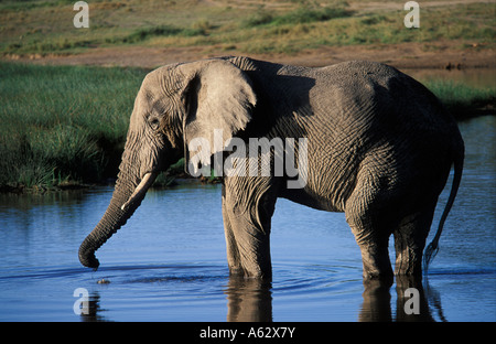 Savana elefante Loxodonto potabile africana africana Serengeti National Park in Tanzania Foto Stock