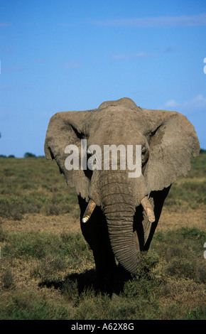 Savana elephant Loxodonto africana africana Serengeti National Park in Tanzania Foto Stock