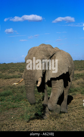 Savana elephant Loxodonto africana africana Serengeti National Park in Tanzania Foto Stock