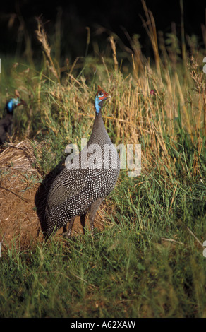 Helmeted faraone Numida meleagris Serengeti National Park in Tanzania Foto Stock