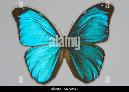 Irridescent blue morpho butterfly dalla foresta pluviale del Sud America Foto Stock