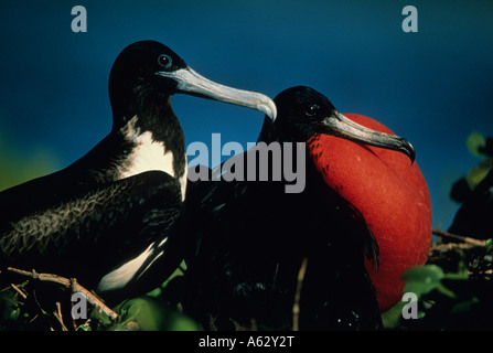 Magnifica Frigatebird (Fregata magnificens) maschio e femmina - Antigua West Indies - Maschio di corteggiamento Foto Stock