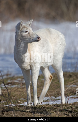 White-Tailed Deer bianco - Fase di colore (Odocoileus virginianus) New York - rossi Foto Stock