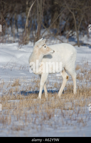 White-Tailed Deer bianco - Fase di colore (Odocoileus virginianus) New York - rossi Foto Stock