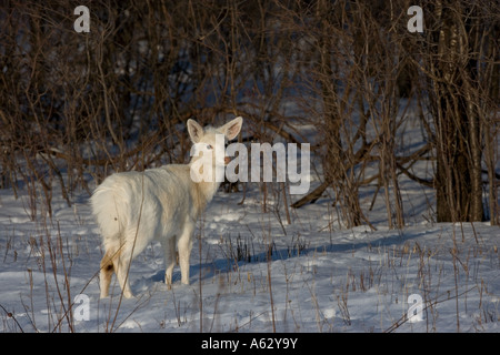 White-Tailed Deer bianco - Fase di colore (Odocoileus virginianus) New York - rossi Foto Stock