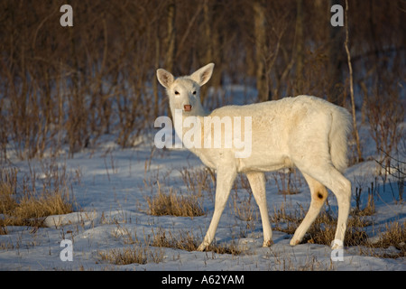 White-Tailed Deer bianco - Fase di colore (Odocoileus virginianus) New York - rossi Foto Stock