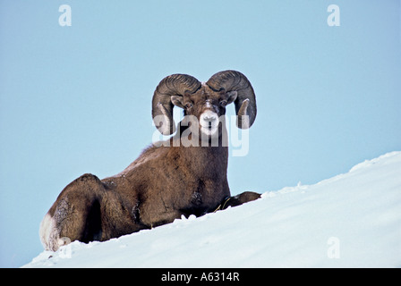 Un Bighorn posa su un cumulo di neve Foto Stock